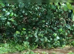 Idoso de 66 anos é encontrado morto na Lagoa Mundaú, em Santa Luzia do Norte