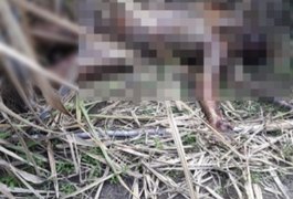 Corpo em estado de decomposição é encontrado em canavial próximo a Coruripe