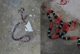 Populares reclamam de invasão de cobras em loteamento e apelam para o poder público