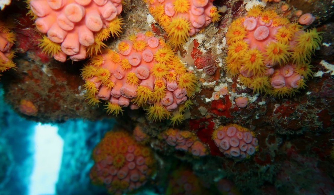 Coral-sol, espécie invasora ﻿é identificada em Alagoas e pode causar impactos na pesca e no turismo