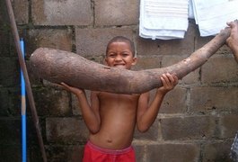 Agricultor colhe macaxeira 'gigante' no interior de Alagoas