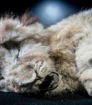 Filhote de leão das cavernas encontrada congelada na Sibéria tem 28 mil anos