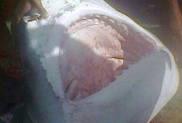 Tubarão de quase 300 Kg é capturado na Praia do Francês