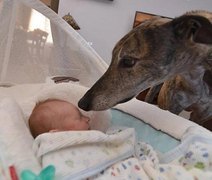 Bebê conquista cão resgatado e que tinha medo de humanos