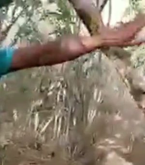 Vídeo. Homem morre durante pega de boi no Sertão de Alagoas