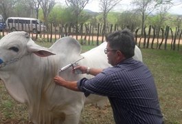 Prazo para vacinação contra aftosa acaba quinta-feira (15)