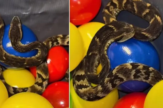 Jararaca é encontrada em piscina de bolinhas de restaurante