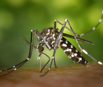USP cria extrato que mata larvas do Aedes Aegypti