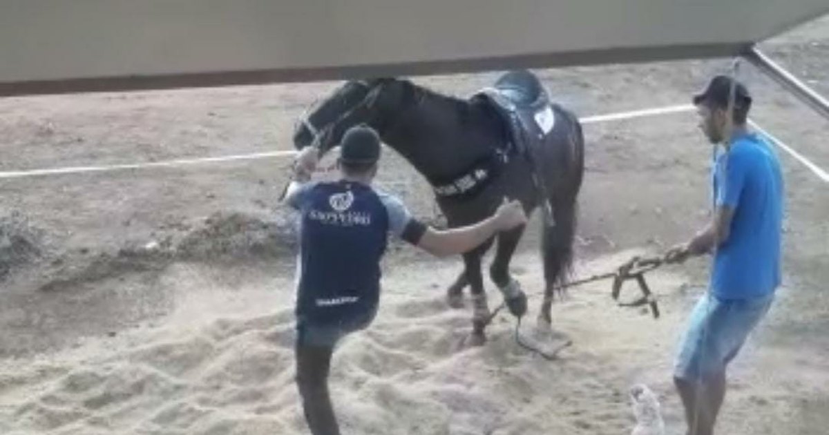 Cavalo é agredido com chutes e chicotadas após empacar em rua de