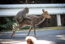 Macaco flagrado no Japão tentando copular com cerva intriga cientistas