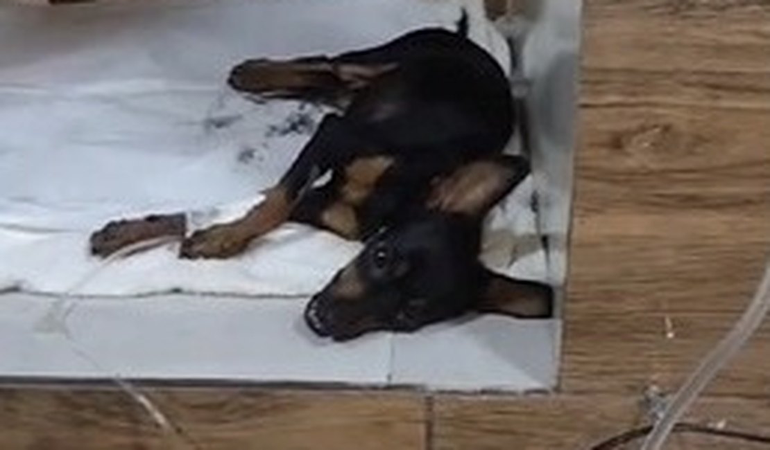 Tutores de animais denunciam envenenamento de cães e gatos no ﻿Bom sucesso, em Arapiraca