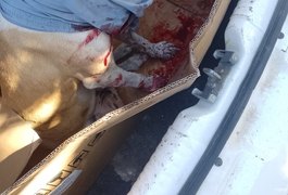 PC investiga crime de maus-tratos contra cachorro esfaqueado no interior de Alagoas