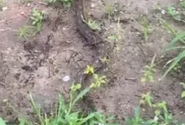 Jiboia é flagrada em área de mata na Ladeira do Claudenor, em Arapiraca