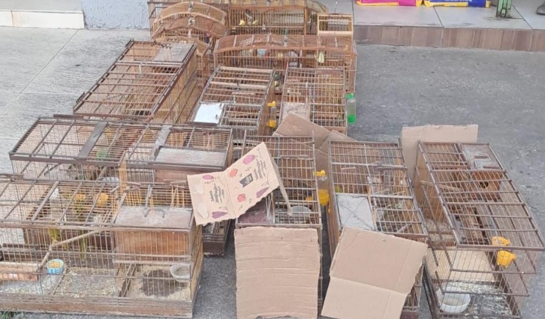 PM-AL resgata aves silvestres e desarticula pontos de venda ilegal no interior de Alagoas