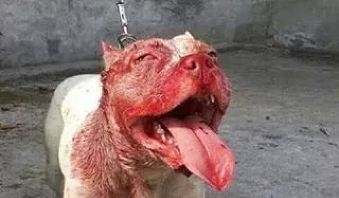Cachorro da raça Pit Bull mata o próprio dono na Bahia