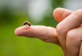 Idoso é encontrado morto depois de ser picado por abelhas na Vila Bananeiras