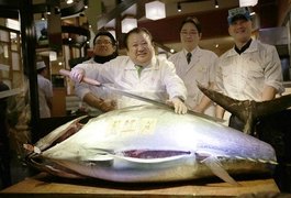 Peixe mais caro do mundo custa R$ 400 o kilo, mas só restaurantes têm acesso
