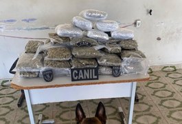 Polícia Militar apreende mais de 10 kg de maconha em mala abandonada dentro de ônibus em Arapiraca
