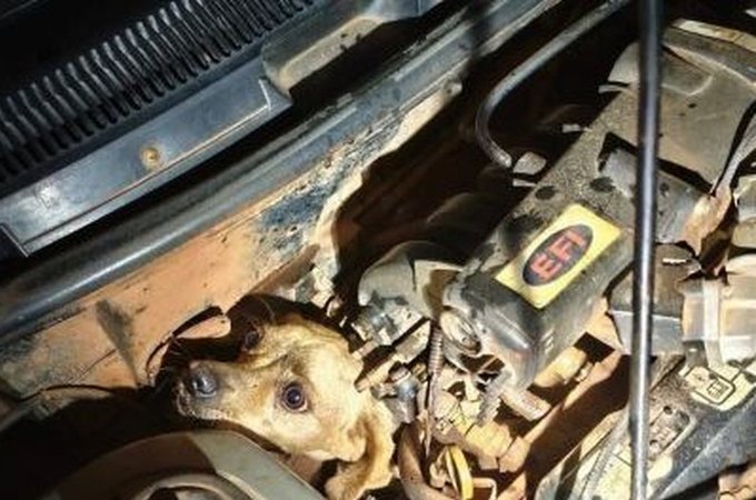 Cachorro caramelo é resgatado após ficar preso em motor de carro