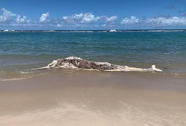 Baleia em avançado estado de decomposição é encontrada na praia da Barra de São Miguel