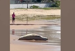 Após dias desaparecido, elefante-marinho é encontrado morto em Alagoas