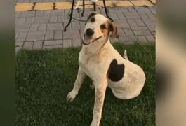 Cachorro comunitário Abacate é morto por um tiro no Paraná