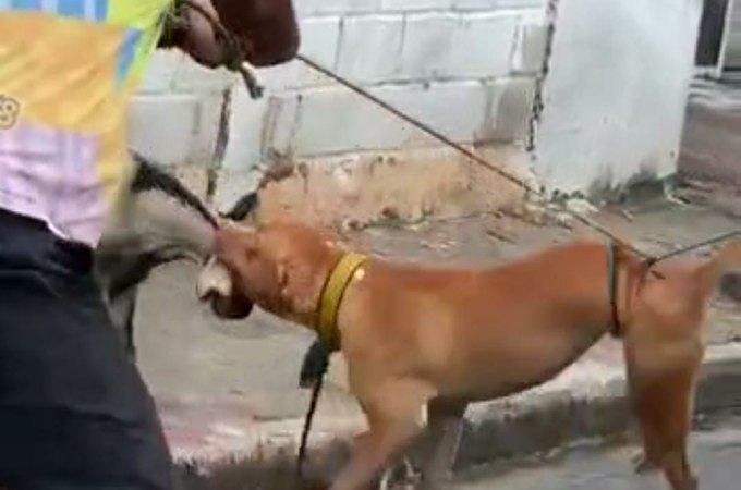 Imagens fortes: Cão da raça pitbull ataca cabra na rua, em Arapiraca