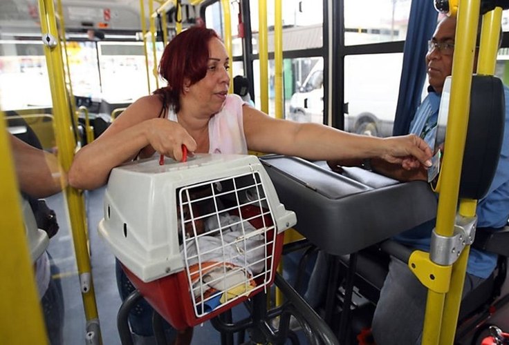 Proposta garante embarque de animais domésticos em todos os meios de transporte