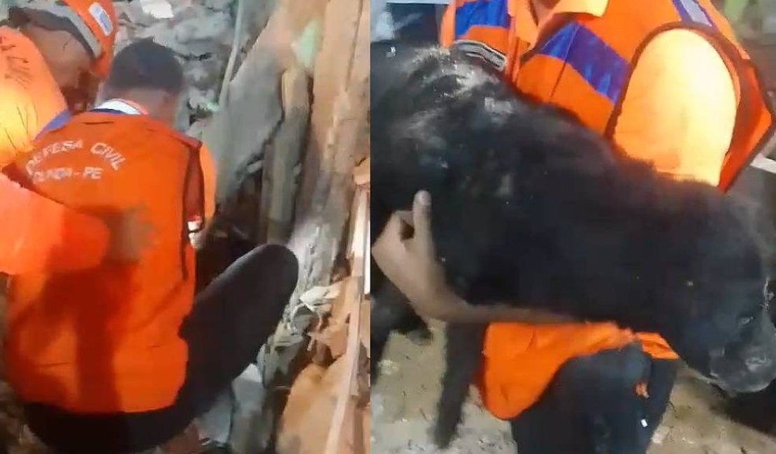 Morre cachorro que ficou sob escombros por 35 horas após explosão em Olinda