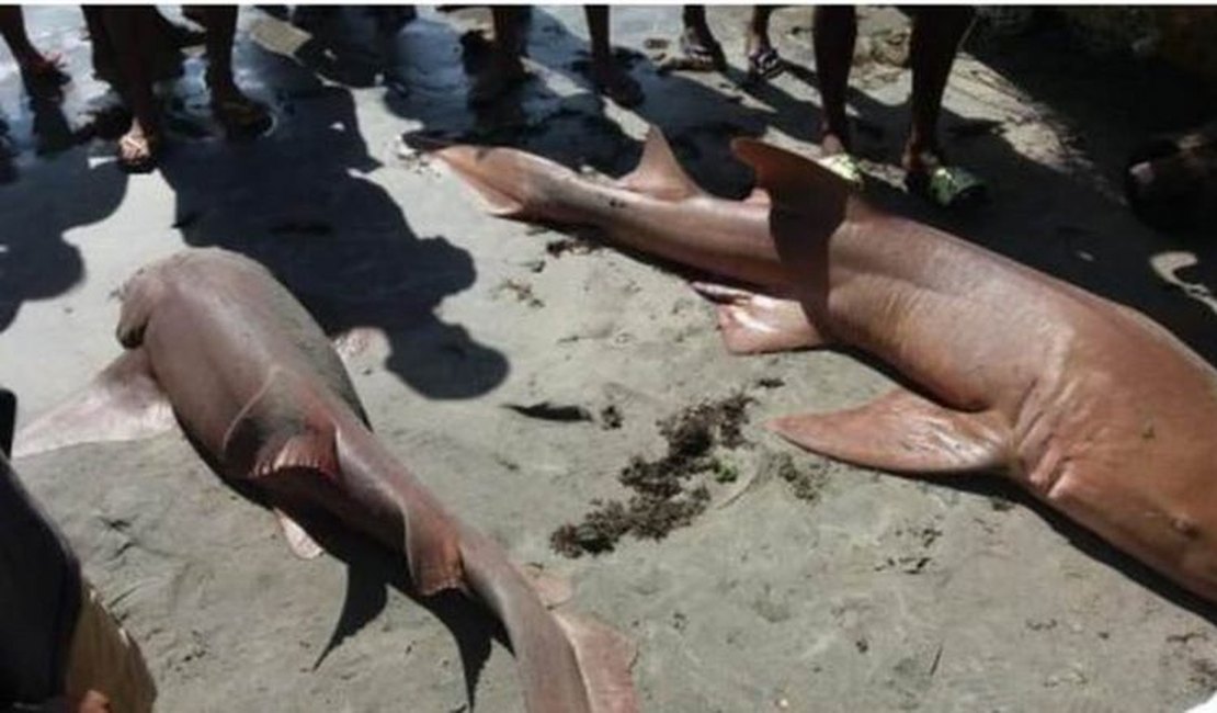 Dois tubarões são capturados por pescadores na Barra de Santo Antônio