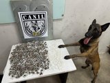 Canil da PM apreende 350 porções de maconha e 420 pinos de cocaína em área de mata em Arapiraca