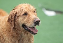 Saiba o que fazer para minimizar o impacto dos fogos na saúde dos pets