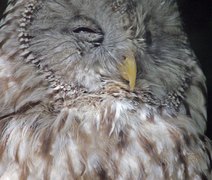 Notívagos têm jet-lag social e podem desenvolver depressão