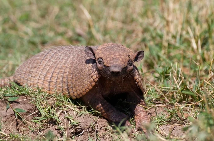 IMA/AL e Sesau alertam: tatupeba pode transmitir a hanseníase