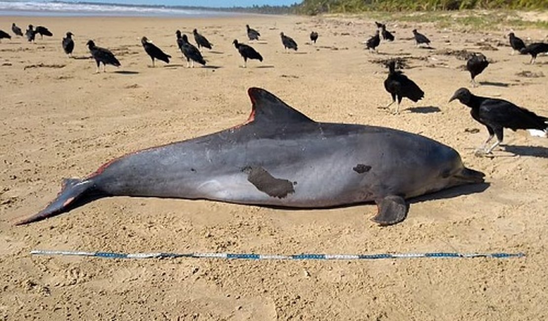 IMA descarta morte de golfinho por contato com petróleo, em Feliz Deserto