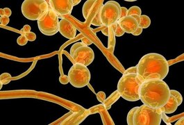 Brasil emite alerta sobre 1º caso de 'superfungo' fatal