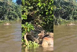 Onça arrasta boi em rio no Pantanal