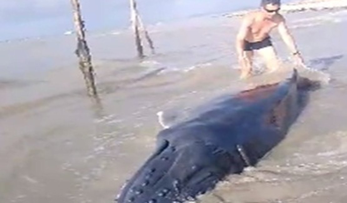 Filhote de jubarte, vivo, encalha em praia do litoral alagoano