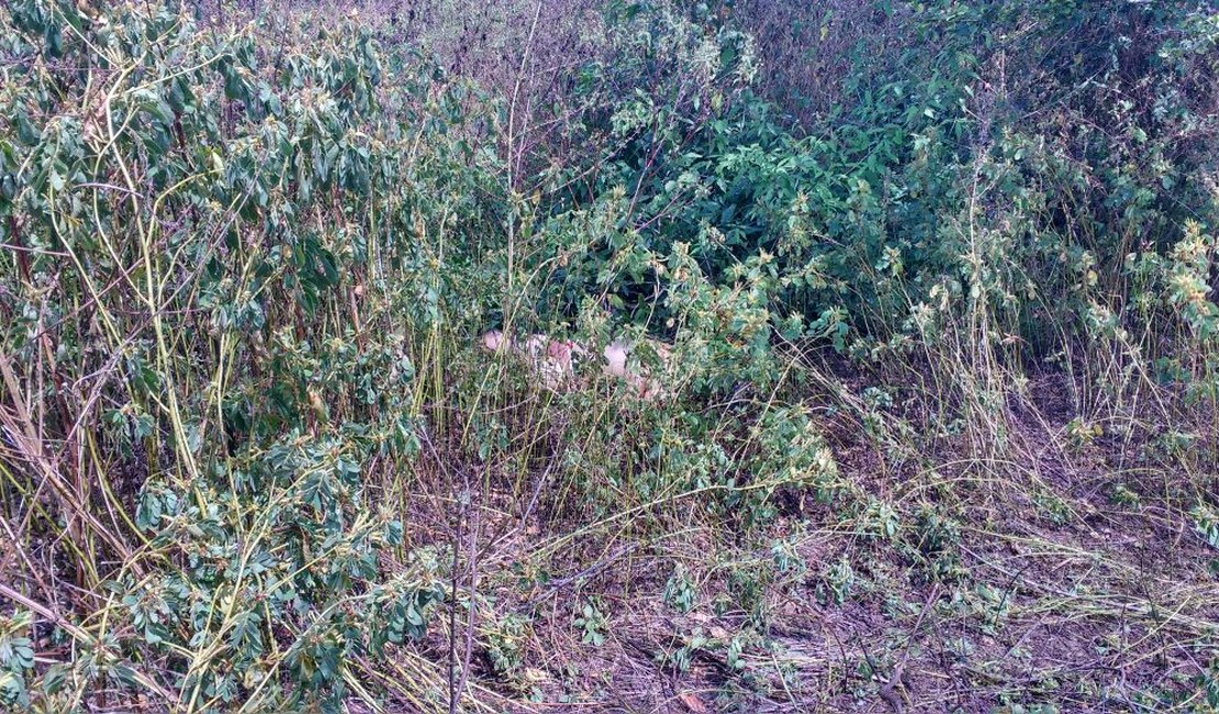 Corpo em decomposição é encontrado na zona rural de Girau do Ponciano