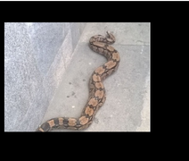 Jiboia cai de caminhão e é recolhida por populares em avenida de Maceió