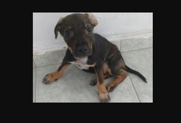 Morre filhote de cachorro colocado em máquina de lavar e jogado em tubulação