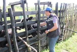 Primeira etapa de vacinação contra febre aftosa começa nesta quarta-feira (1º)