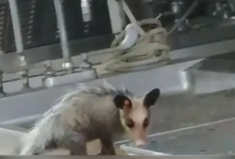 Vídeo mostra gambá comendo cadáver de homem no IML do Rio de Janeiro