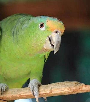 Cinco papagaios são afastados de zoológicos por ensinarem palavrões para os demais