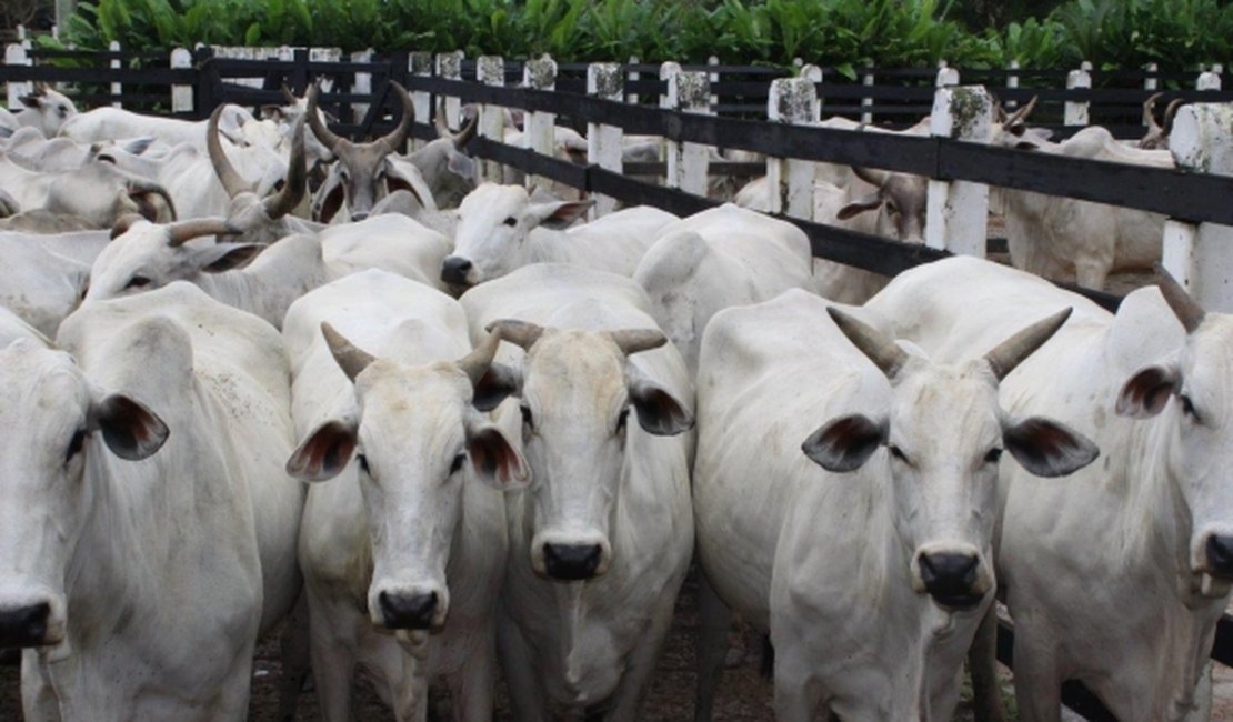 Adeal abre oficialmente a campanha de vacinação contra aftosa