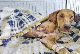 Cão sobrevive após ser amarrado na linha do trem e ter pata amputada, em SP