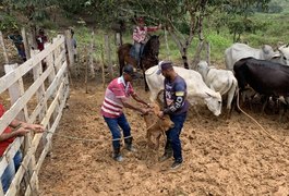 Prazo para declaração da vacinação contra aftosa é prorrogado em Alagoas