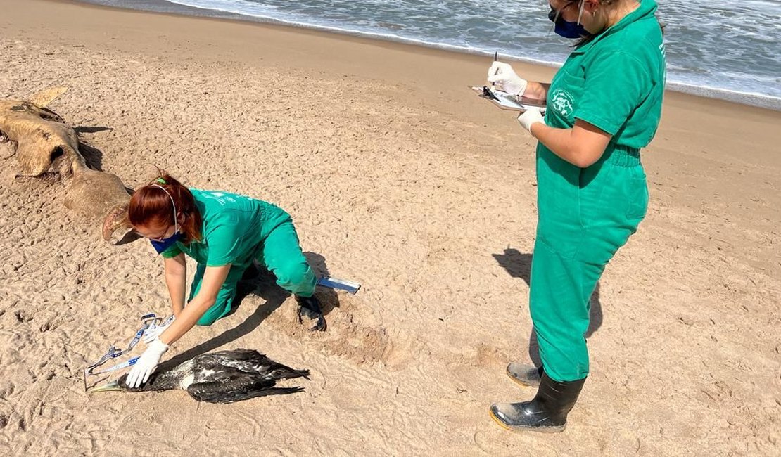 Golfinho e ave marinha são encontrados mortos em praia de Maceió