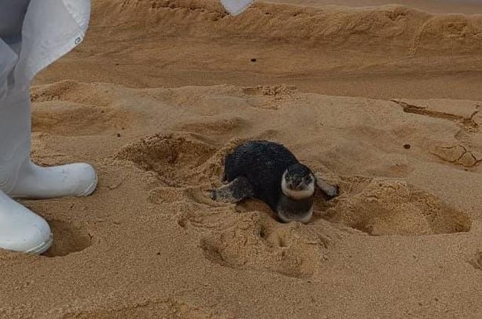 VÍDEO: Pinguim é resgatado com vida na Praia do Gunga, em Roteiro