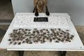 Cão farejador da PM encontra mais de 650 porções de drogas escondidas em área de mata em Arapiraca